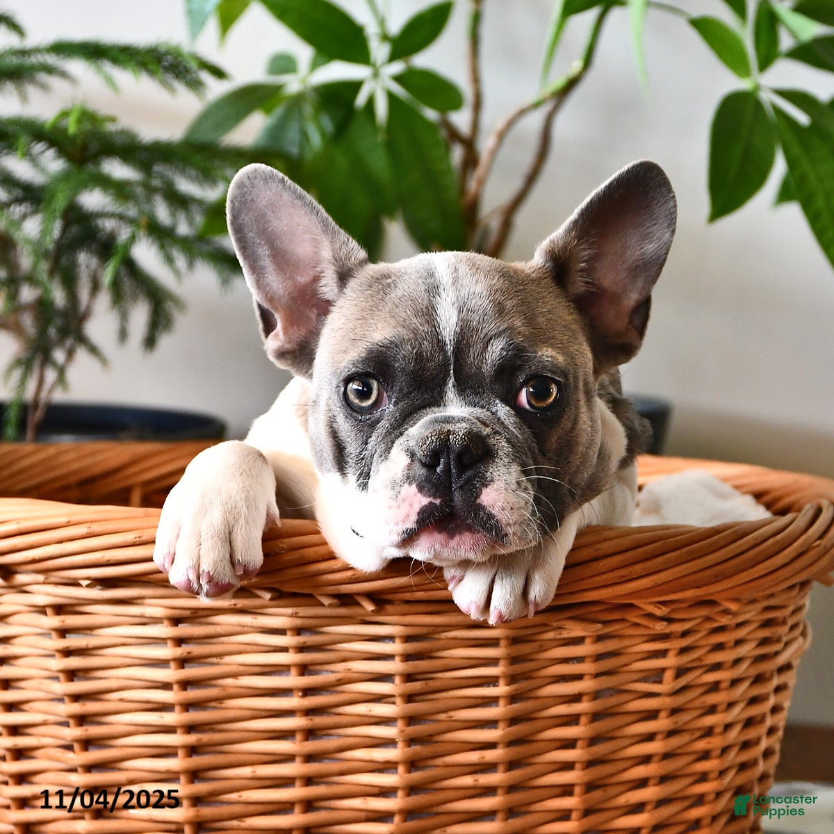 French Bulldog dogs Timber - Ad 8