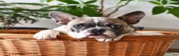 French Bulldog dogs for sale: Timber - Ad 1