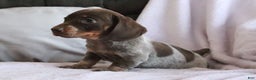 Miniature Dachshund dogs for sale: Sadie - Ad 2