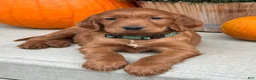 Irish Setter dogs for sale: Garrett - Ad 8