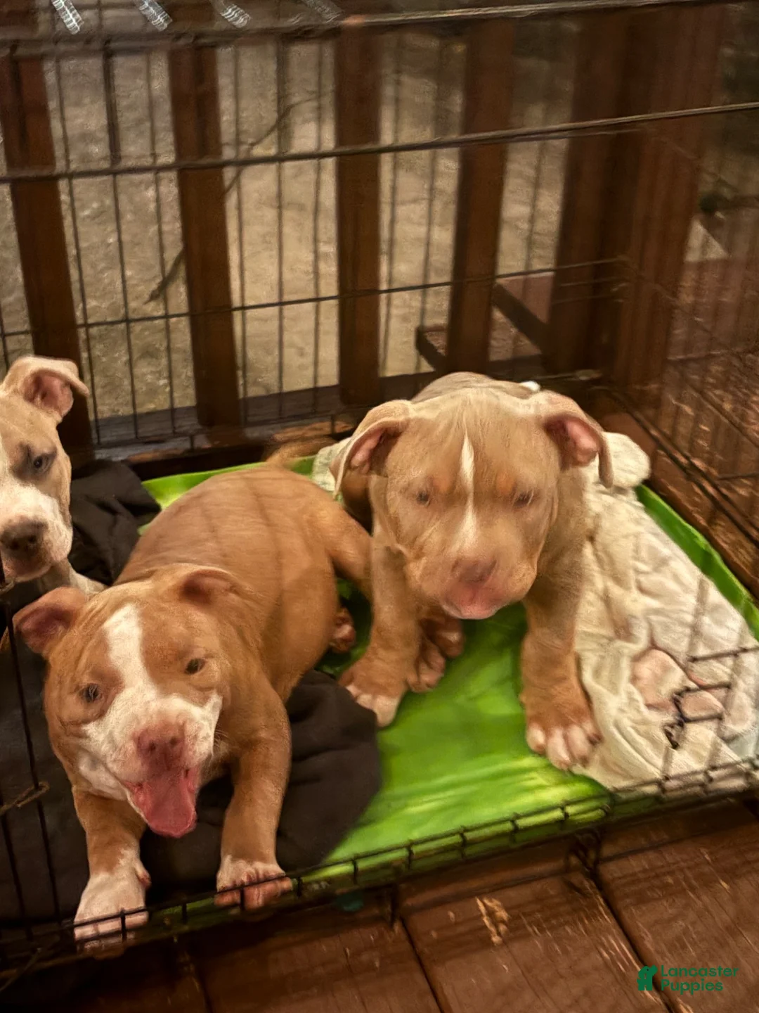 American Bully dogs for sale: American Bully 3 - Ad 2
