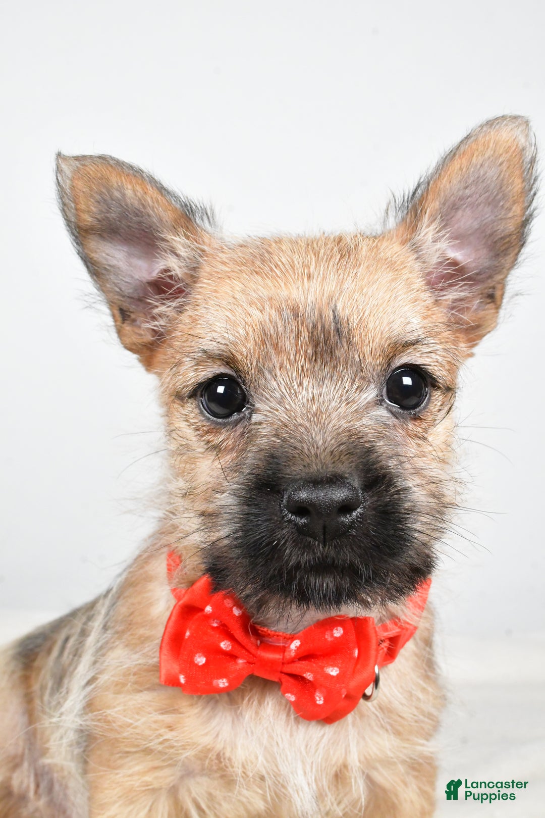 Cairn Terrier dogs for sale: Tristan - Ad 9