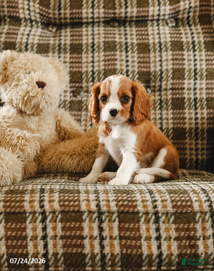 Cavalier King Charles Spaniel dogs Karl - Ad 2