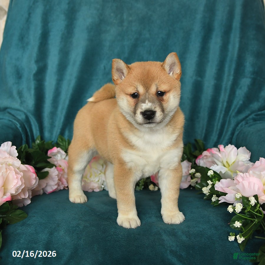 Shiba Inu dogs Luna   - Ad 2