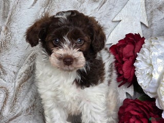 Schnoodle dogs Cranberry - Ad 5