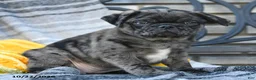 Pug dogs for sale: Countess Crumpet - Ad 2