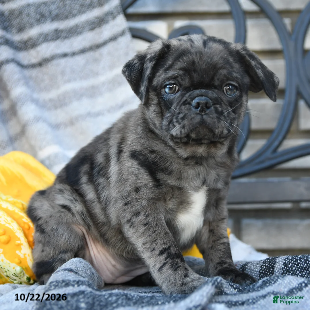 Pug dogs for sale: Countess Crumpet - Ad 2