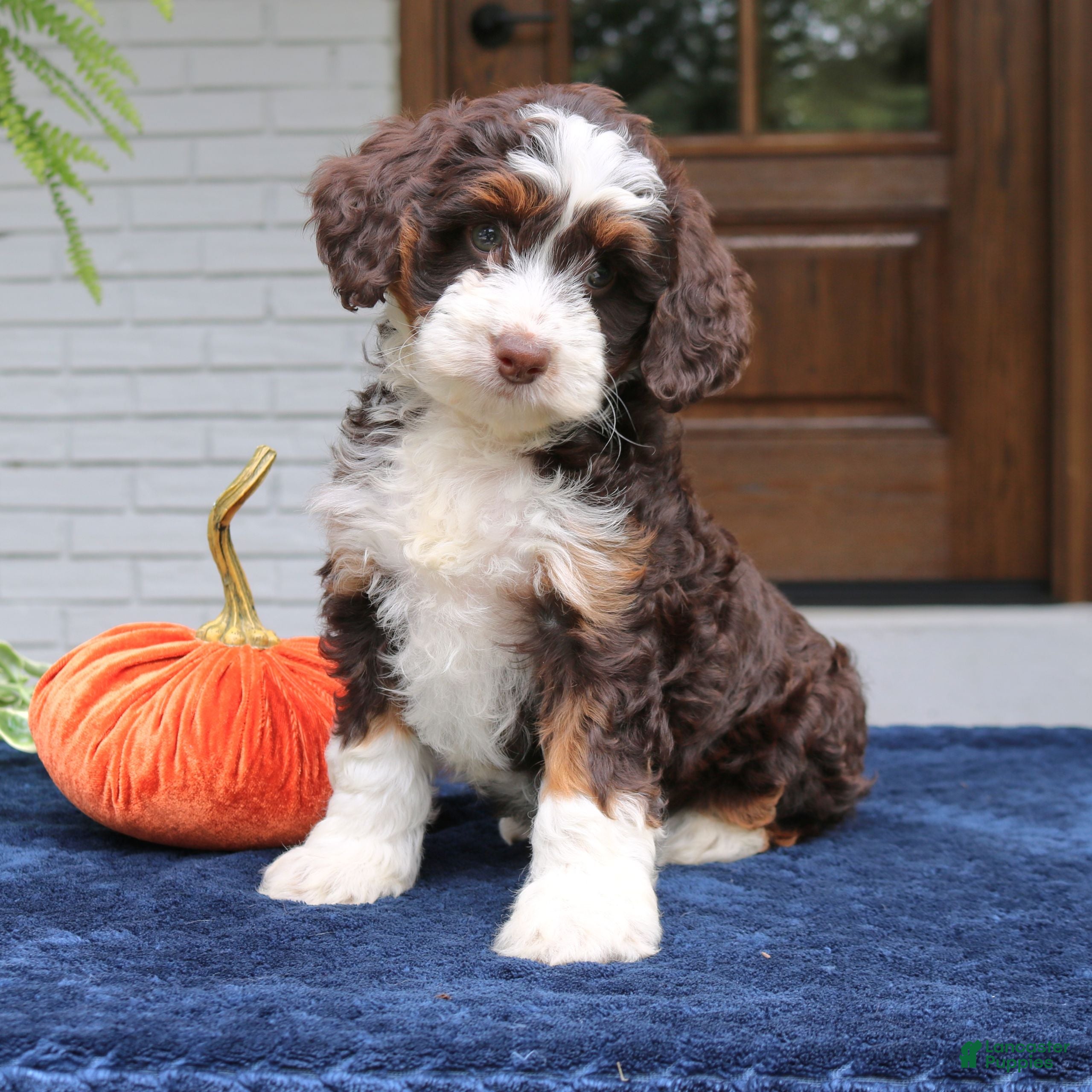 Mini Bernedoodle dogs Millie  - Ad 1