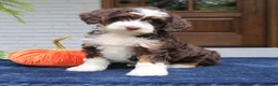 Mini Bernedoodle dogs for sale: Millie  - Ad 1