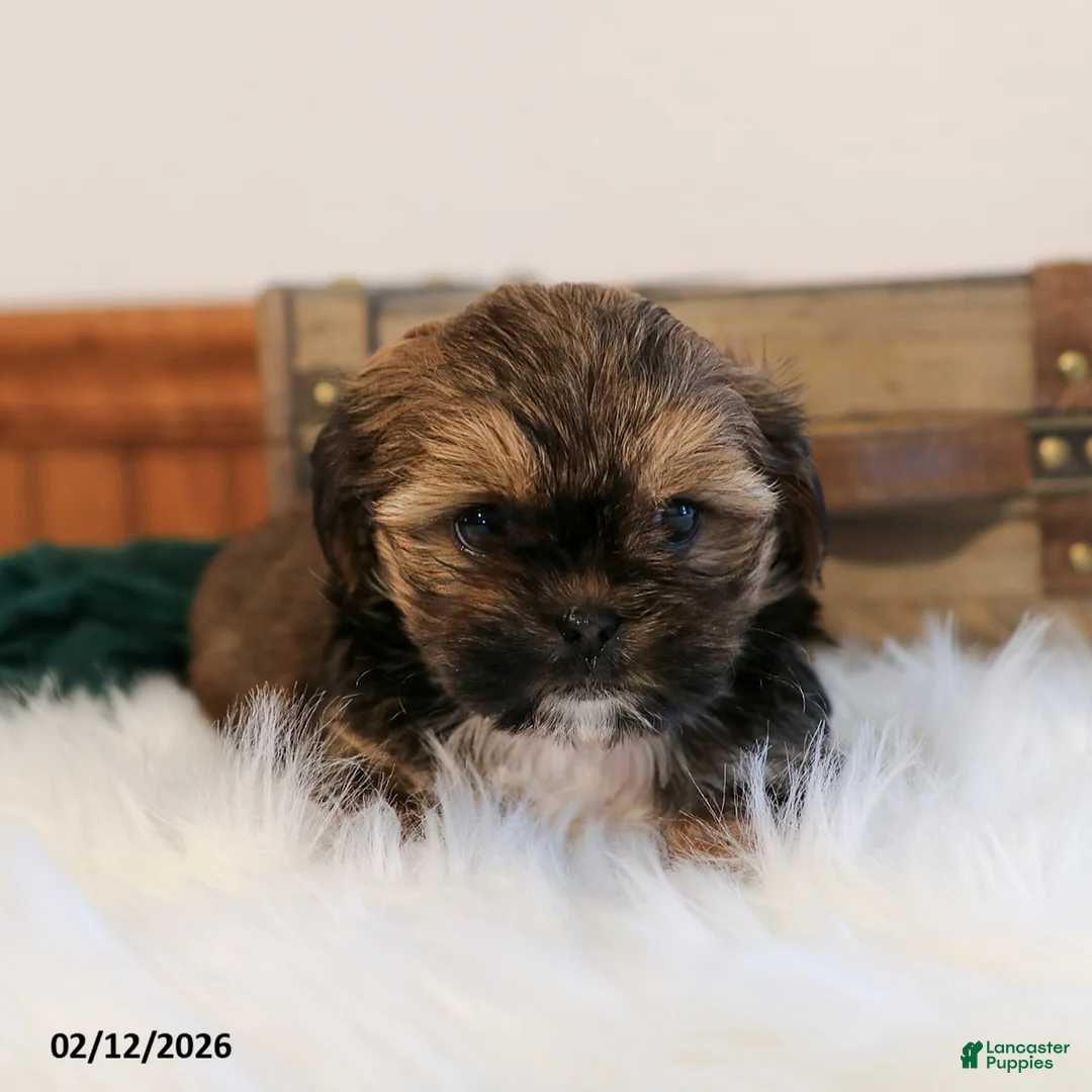 Shorkie dogs for sale: Buster - Ad 3