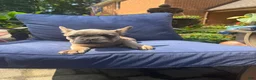 French Bulldog dogs for sale: French Bulldog 1 - Ad 5