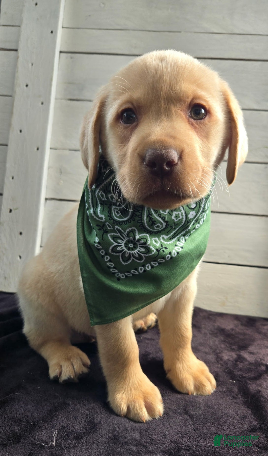 Labrador Retriever dogs Winston - Ad 2