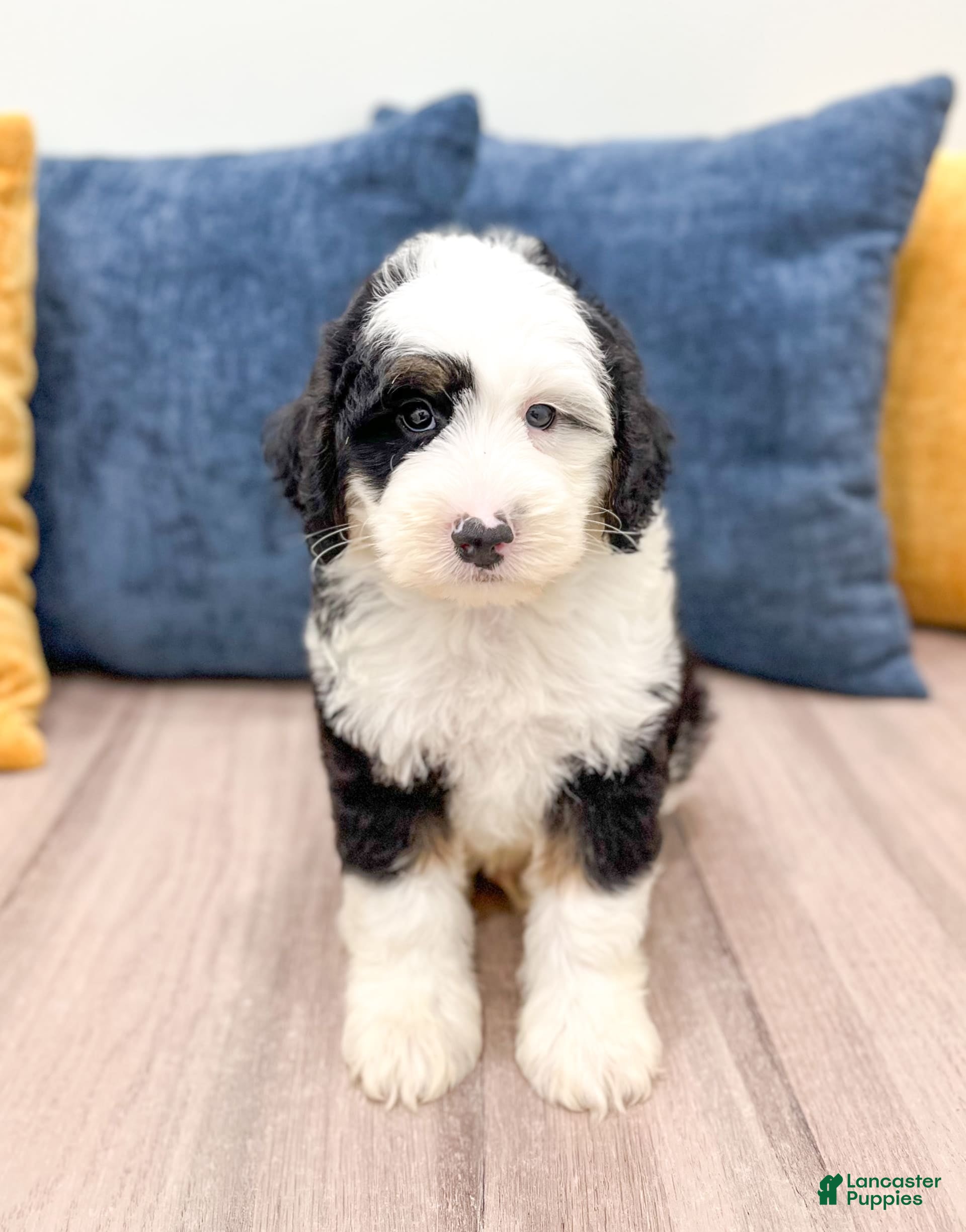 Micro Mini Sheepadoodles Sheepadoodle With Blue Eyes For Sale