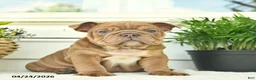 English Bulldog dogs for sale: Leo  - Ad 1