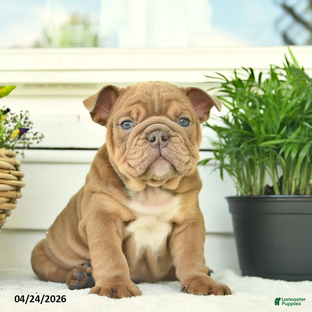 English Bulldog dogs for sale: Leo  - Ad 1