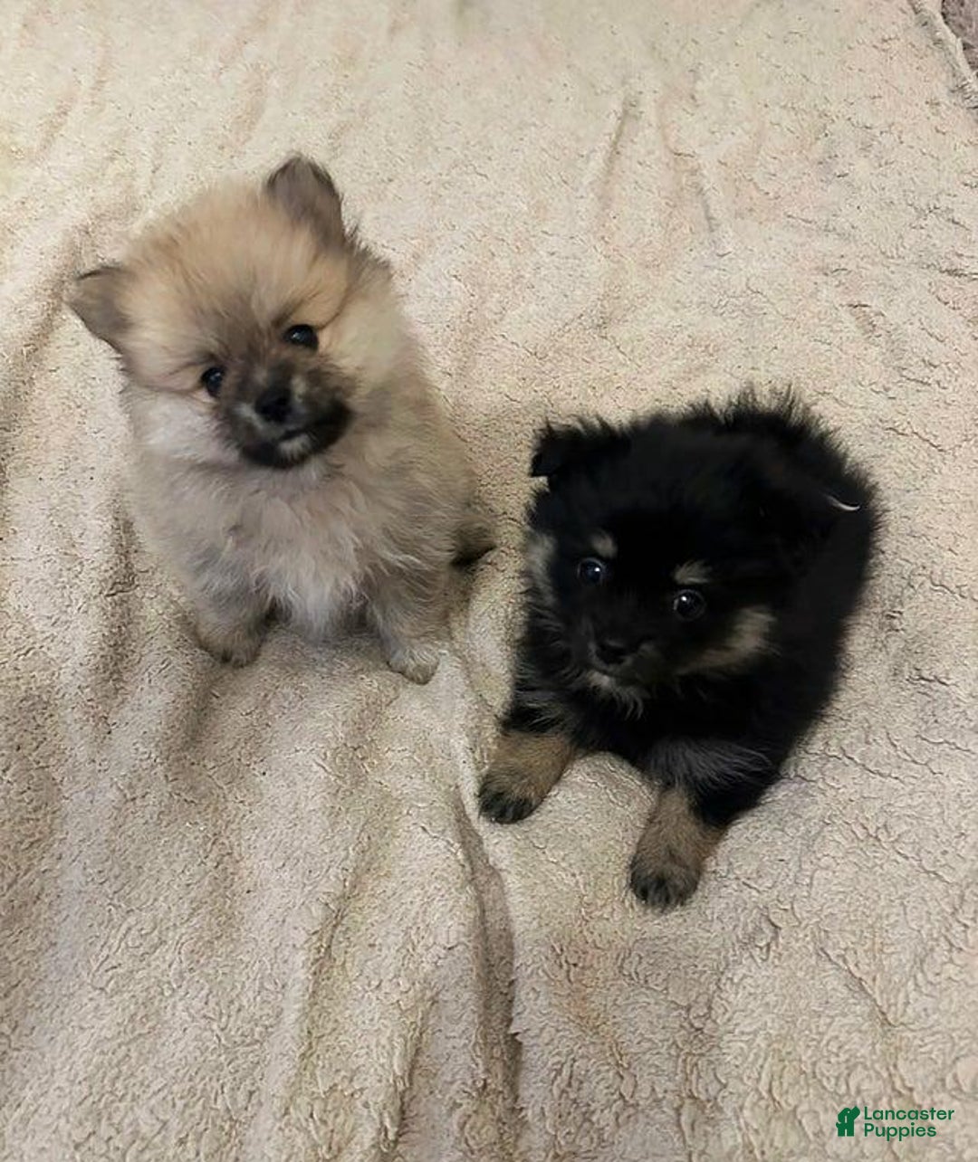 Pomeranian dogs for sale: Molly - Ad 12