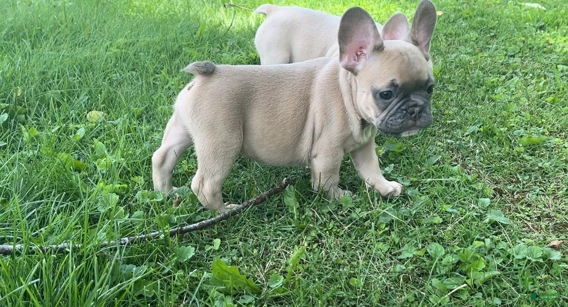 French Bulldog dogs for sale: French Bulldog 4 - Ad 1