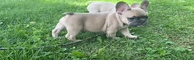 French Bulldog 4