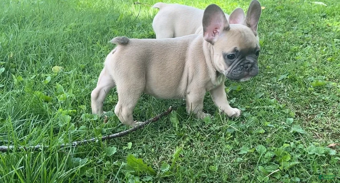 French Bulldog dogs for sale: French Bulldog 4 - Ad 1