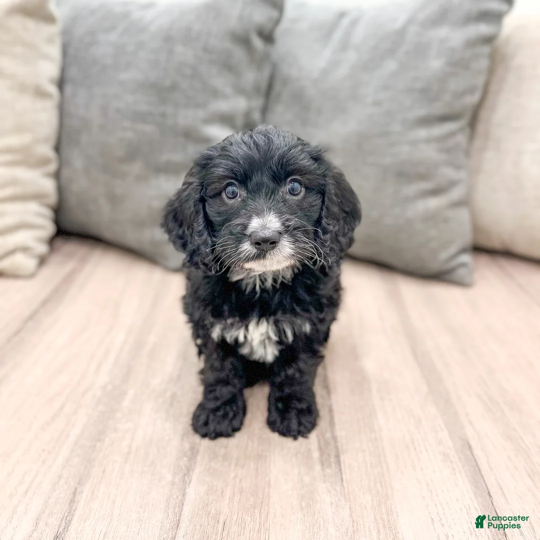 Cavapoo dogs for sale: Baxter - Ad 2