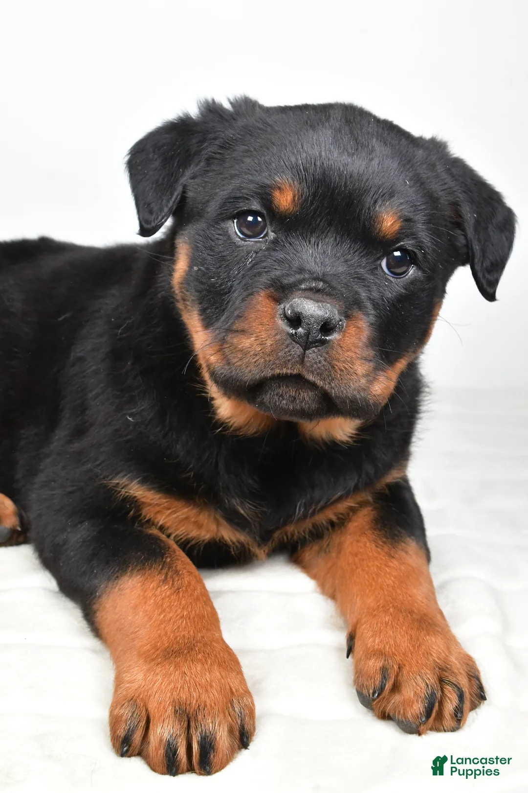 Rottweiler dogs for sale: Peggy - Ad 2
