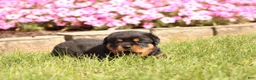 Rottweiler dogs for sale: Fiona  - Ad 4