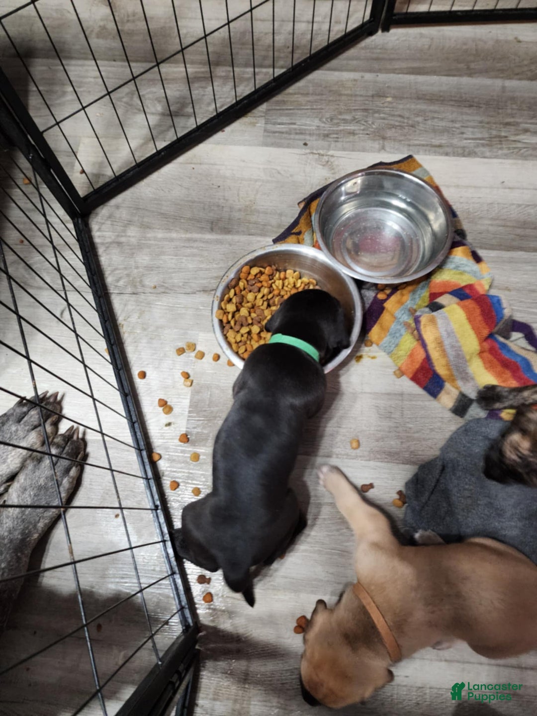 Great Dane dogs for sale: Prince Charming - Ad 12