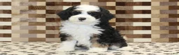 Mini Bernedoodle dogs for sale: Larry - Ad 3