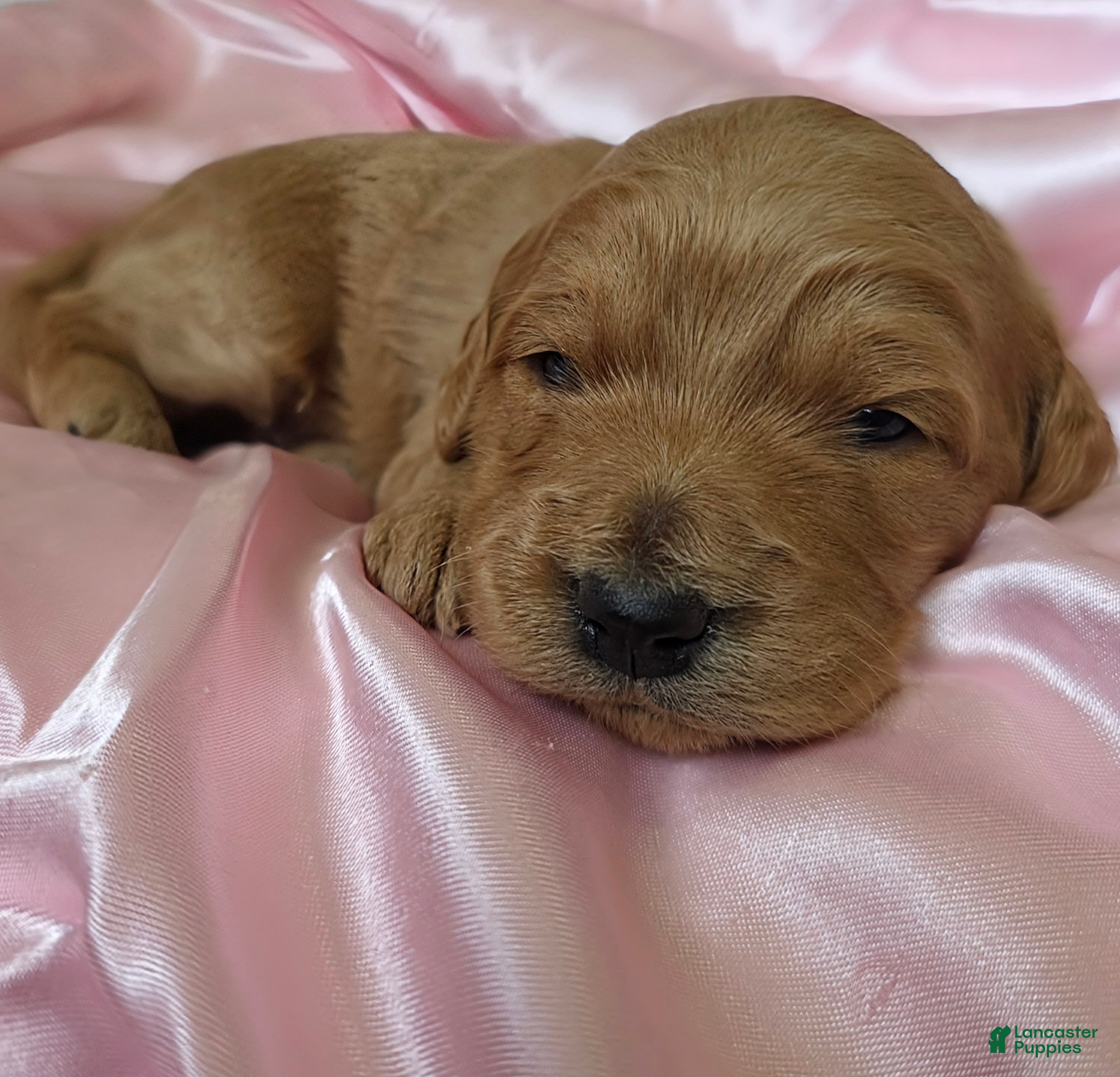 Mini Goldendoodle dogs Willow - Ad 2