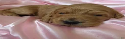 Mini Goldendoodle dogs for sale: Willow - Ad 2
