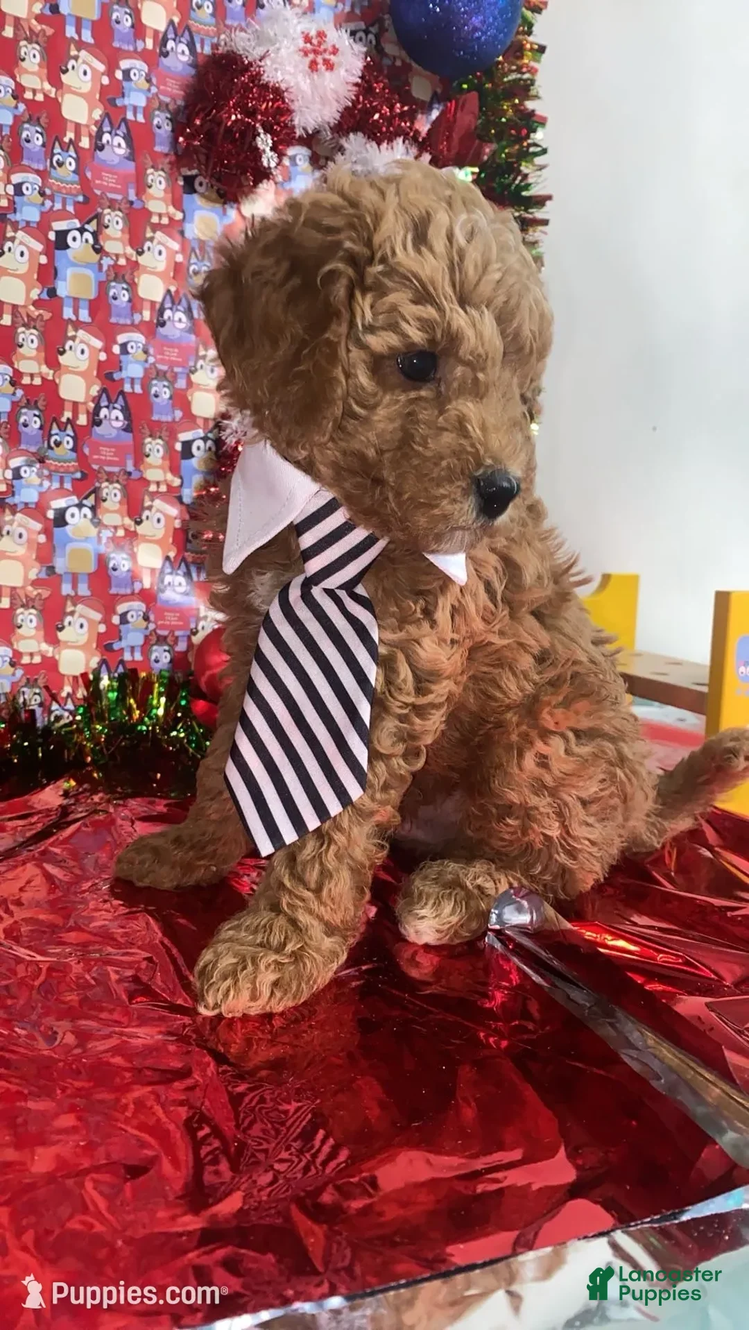 Mini Goldendoodle dogs for sale: Saint - Ad 5