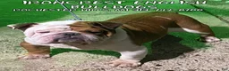 English Bulldog dogs for sale: English Bulldog Puppy 2 - Ad 30