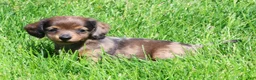 Miniature Dachshund dogs for sale: Lukey - Ad 4