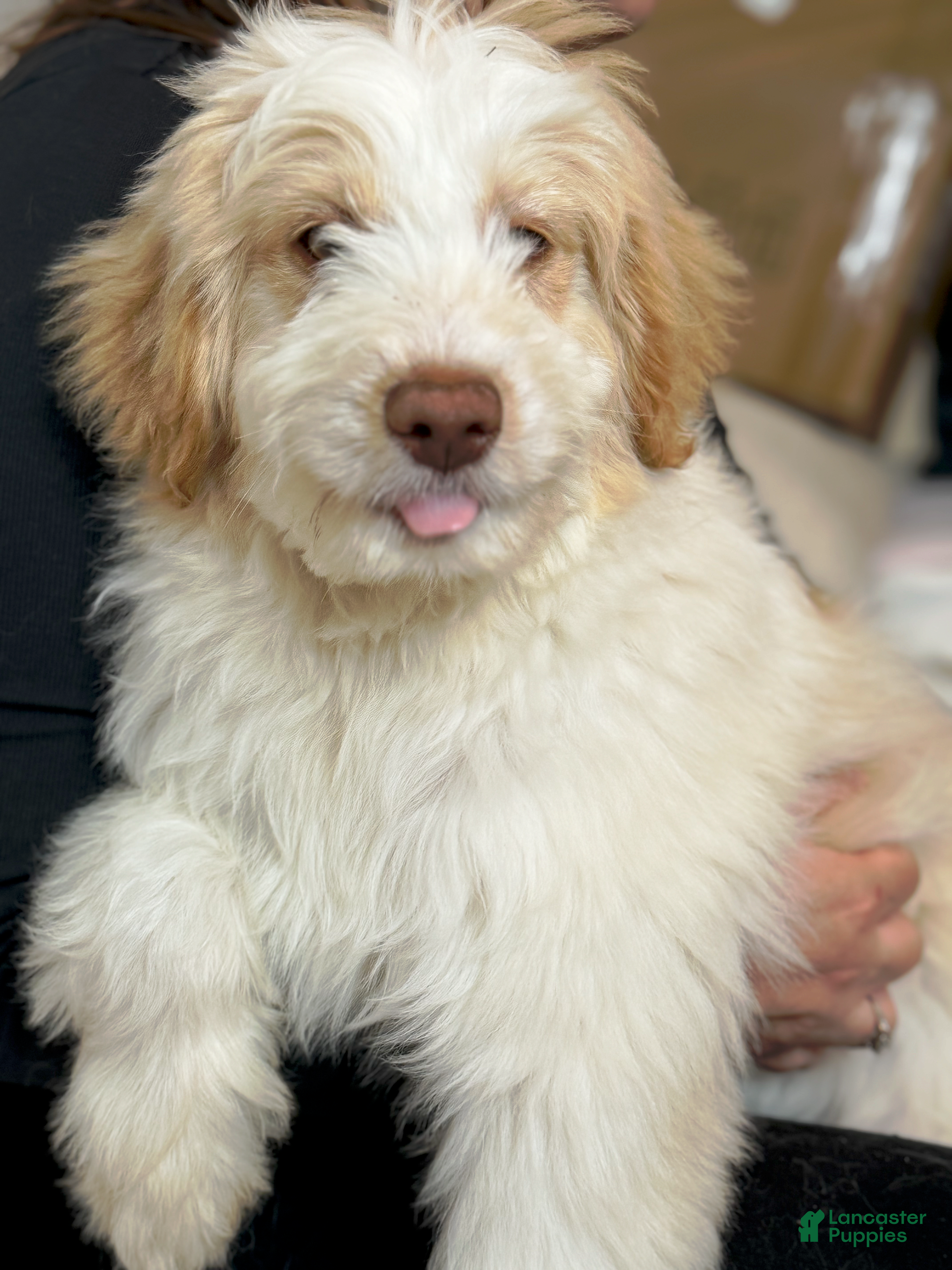 Goldendoodle dogs Dean - Ad 1
