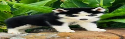 Siberian Husky dogs for sale: Romney - Ad 10