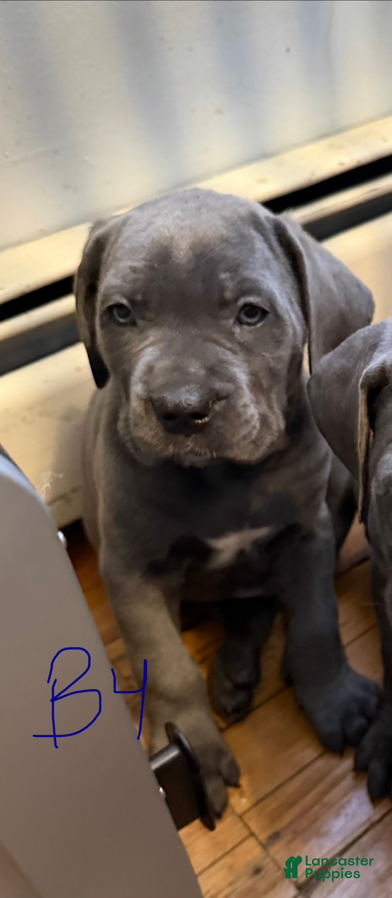 Cane Corso dogs B4 - Ad 42