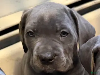 Cane Corso dogs B4 - Ad 42