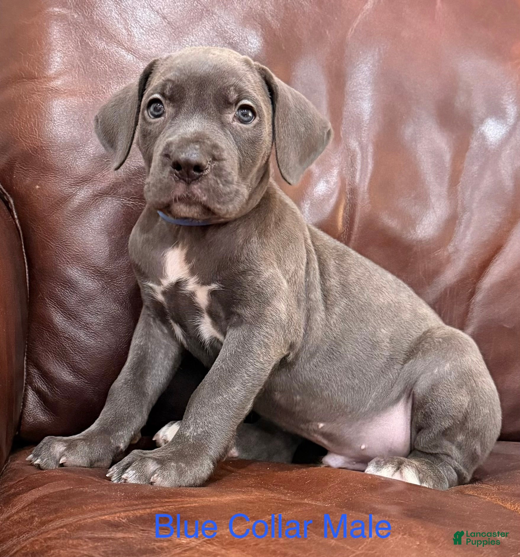 Cane Corso dogs Cane Corso M Puppy Blue Collar - Ad 2