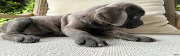 Cane Corso dogs for sale: Cane Corso Blue Brindle  - Ad 3