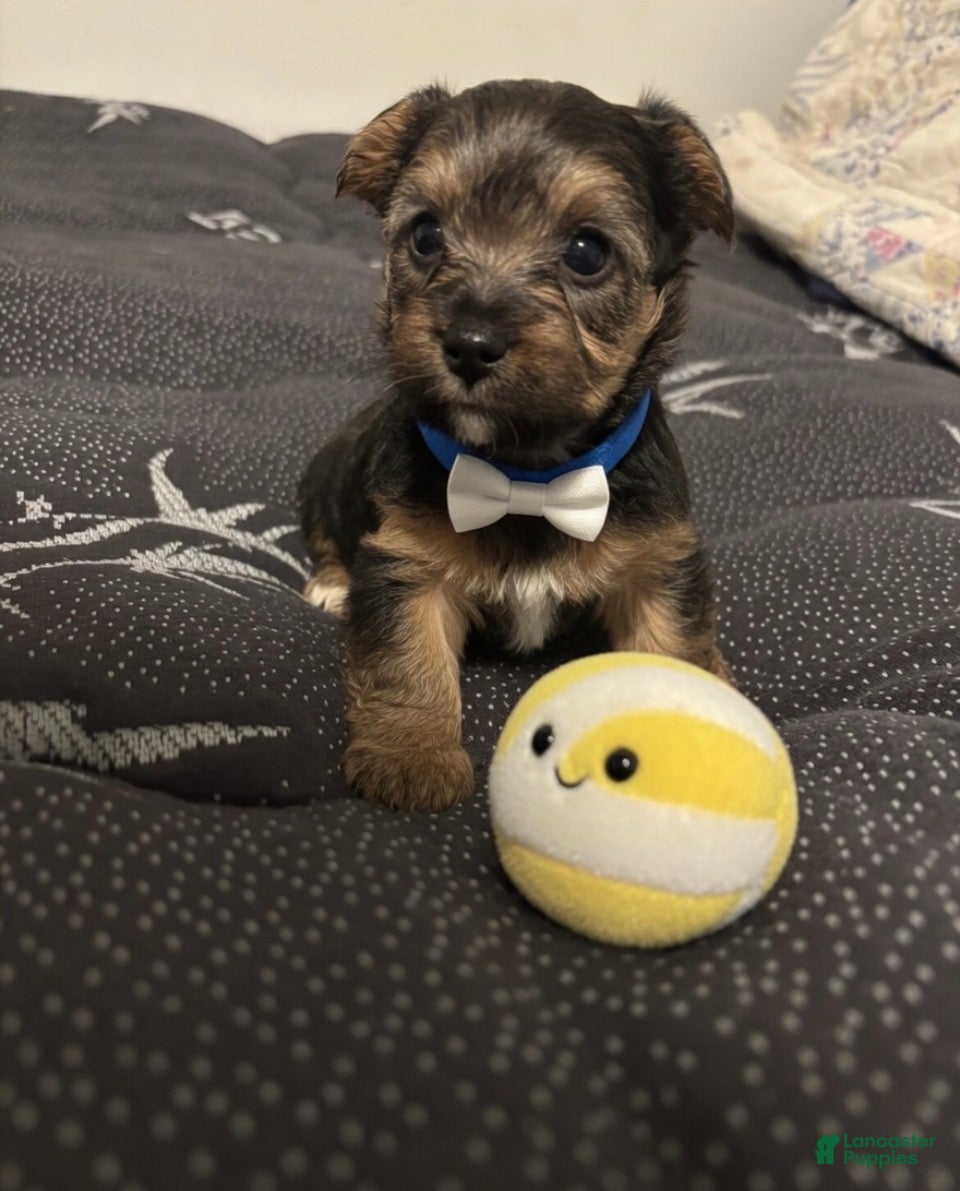 Yorkiepoo dogs Yorkiepoo Puppy 1 - Ad 35