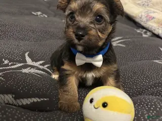 Yorkiepoo dogs Yorkiepoo Puppy 1 - Ad 35