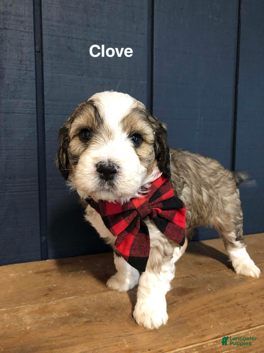 Aussiedoodle dogs for sale: Clove  - Ad 1