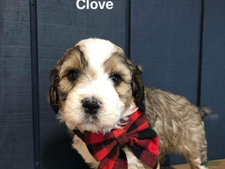 Aussiedoodle dogs Clove - Ad 6