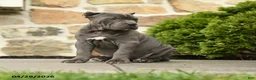 Cane Corso dogs for sale: Suki  - Ad 3