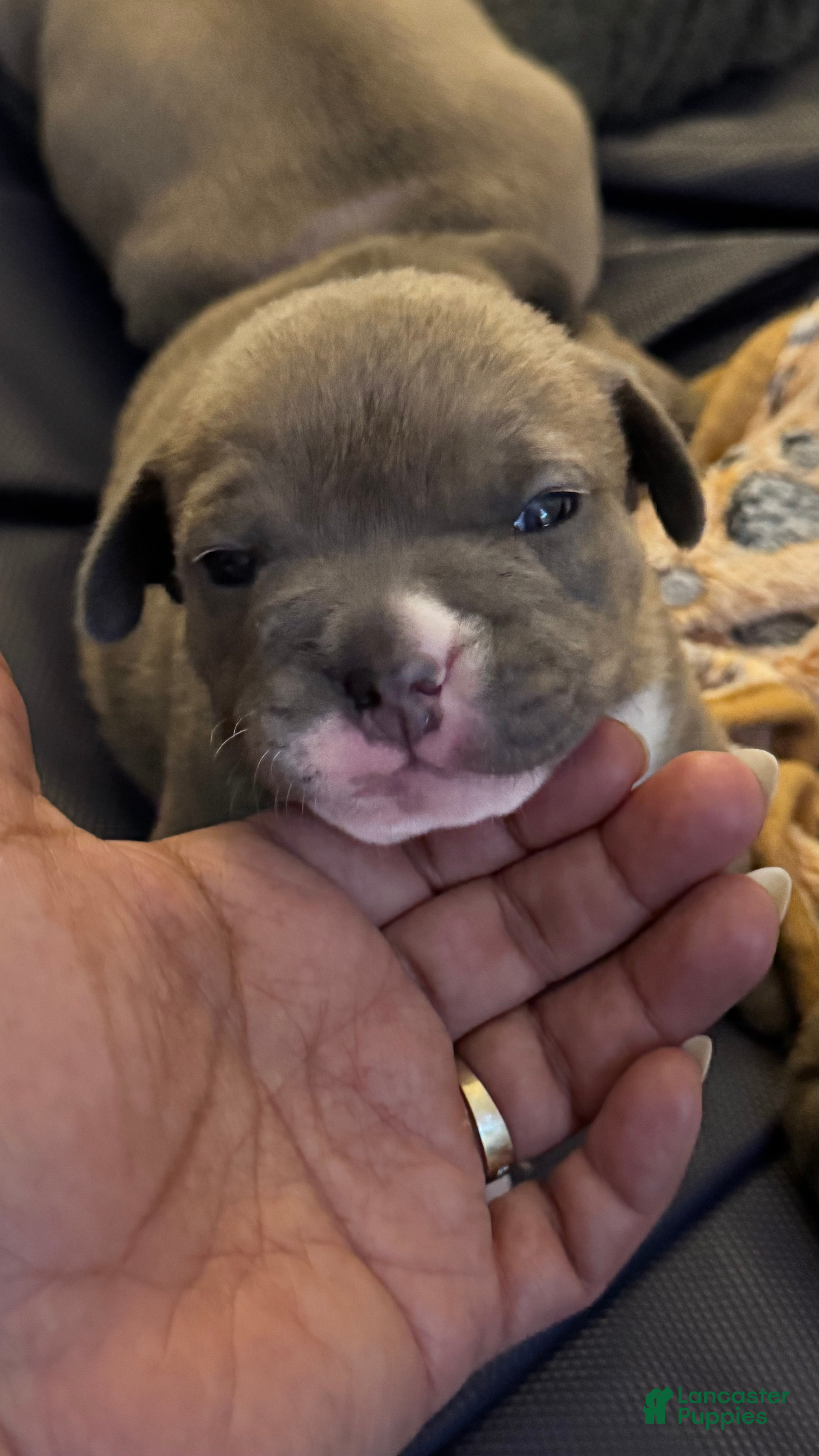 American Bully dogs American Bully Puppy 3 - Ad 2