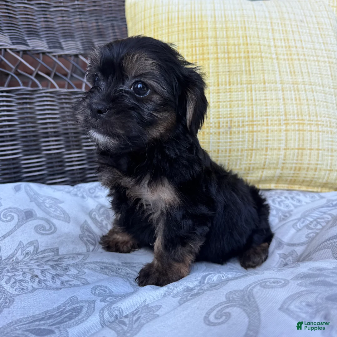 Shorkie dogs for sale: chandler  - Ad 2