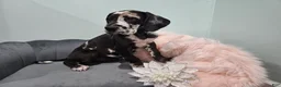 Great Dane dogs for sale: Harlequin Beauty  - Ad 9