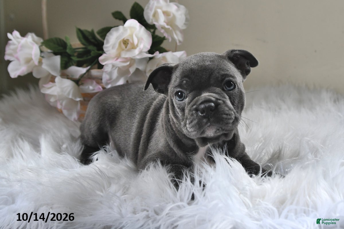 Frenchton dogs Bandit - Ad 1