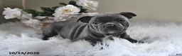 Frenchton dogs for sale: Bandit - Ad 1