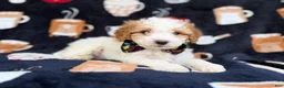 Cavapoo dogs for sale: Chevy - Ad 4